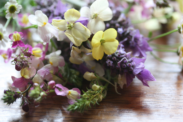 Quelle fleur acheter en hiver ?